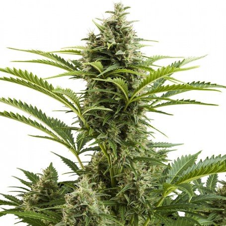 Vesta Buddha Seeds
