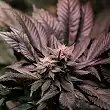 Grizzly Purple - Blimburn Seeds