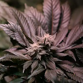 Grizzly Purple - Blimburn Seeds