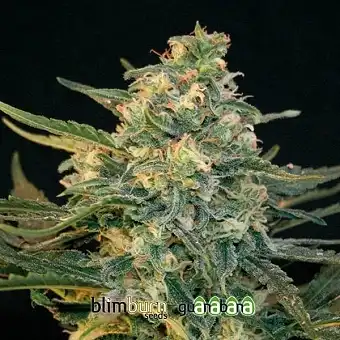 Guanabana Blimburn Seeds