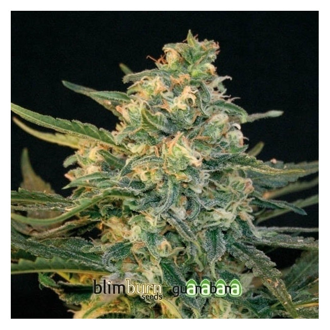 Guanabana Blimburn Seeds