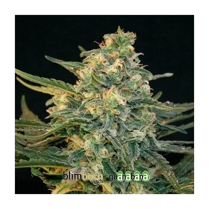 Guanabana Blimburn Seeds