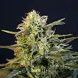 Mamba Negra Blimburn Seeds Mamba Negra Blimburn Seeds