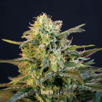 Mamba Negra Blimburn Seeds