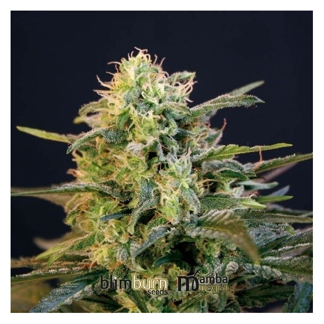 Mamba Negra Blimburn Seeds