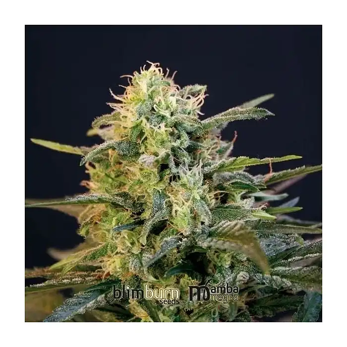 Mamba Negra Blimburn Seeds