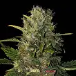 Santa Muerte - Blimburn Seeds