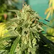 Tijuana - Blimburn Seeds