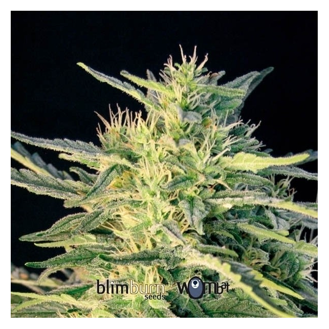 Wombat Blimburn Seeds