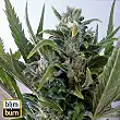 Tangie Auto - Blimburn Seeds