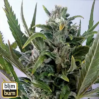 Tangie Auto - Blimburn Seeds