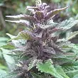 Bangi Haze Ace Seeds