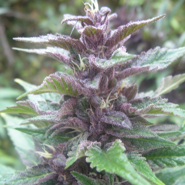 Bangi Haze Ace Seeds