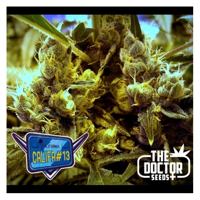 Califa 13 - The Doctors Seeds