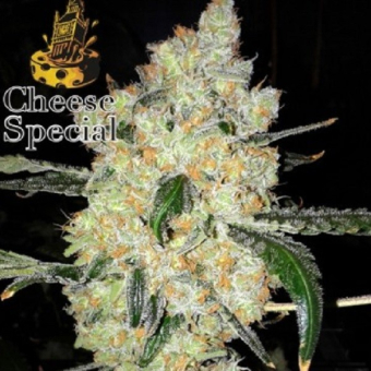 Cheese Special - The Doctors Seeds