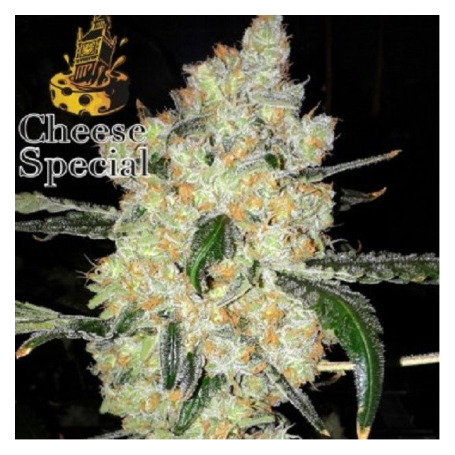 Cheese Special - The Doctors Seeds