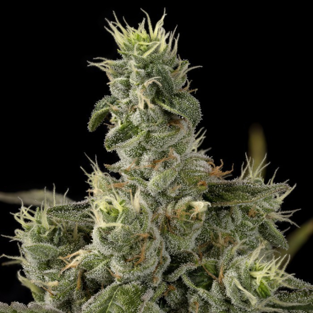 Nicole Kush - DNA Genetics