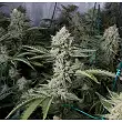 Og's Kush - Blimburn Seeds