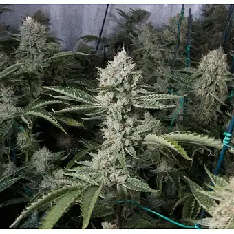 Og's Kush - Blimburn Seeds