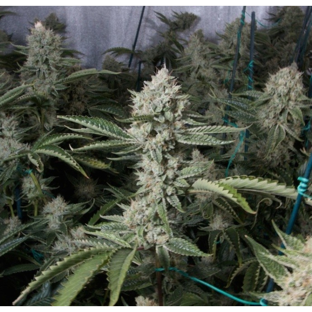 Og's Kush