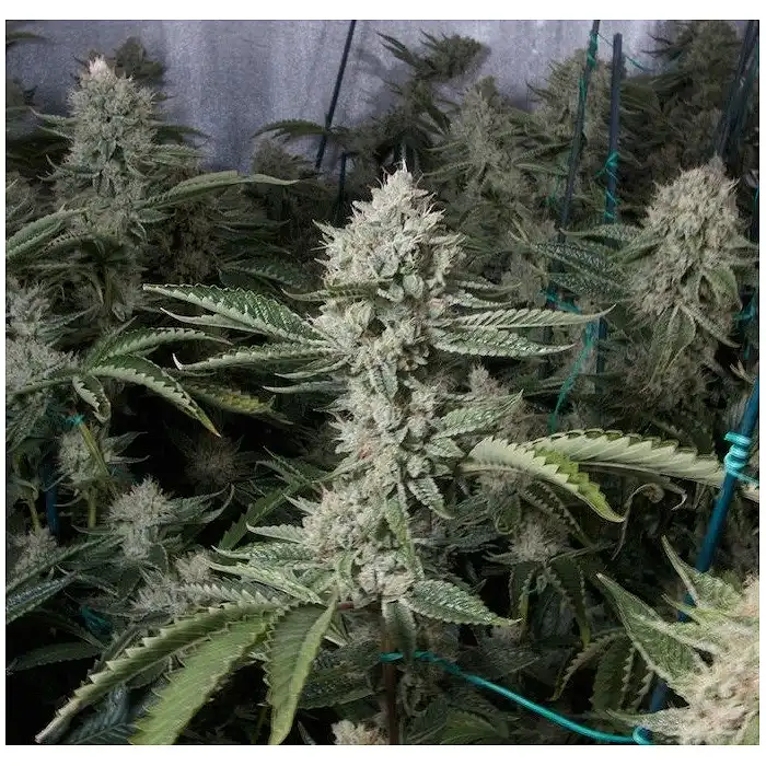 Og's Kush - Blimburn Seeds