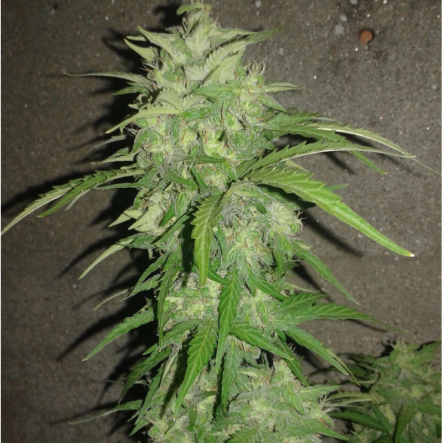 Northern Auto