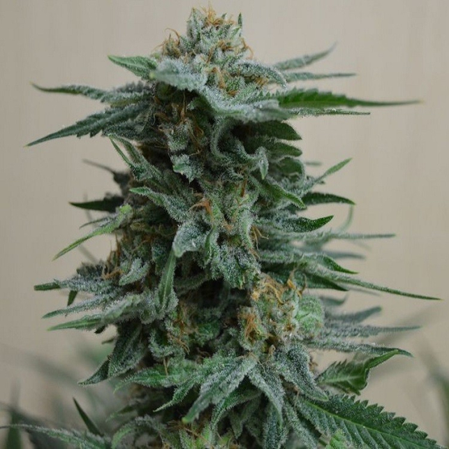 Ak Kush