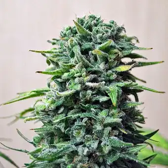 Siberian Haze Auto - Kalashnikov seeds