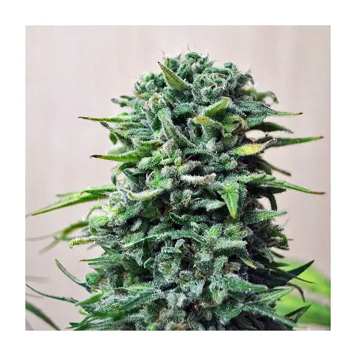 Siberian Haze Auto - Kalashnikov seeds