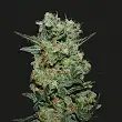 Baikal Express - Kalashnikov seeds
