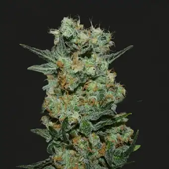 Baikal Express - Kalashnikov seeds