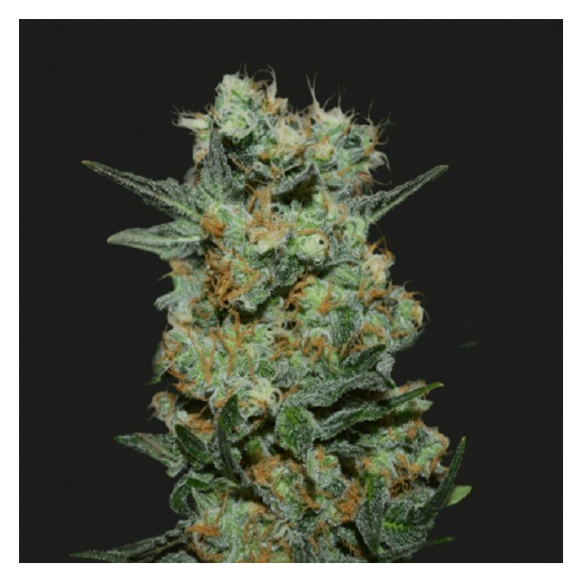 Baikal Express - Kalashnikov seeds