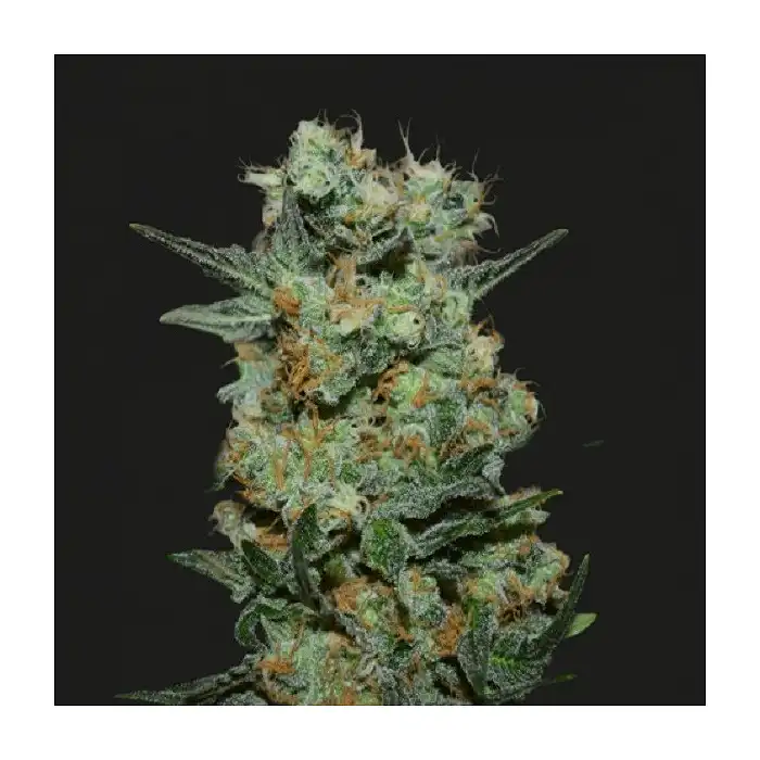 Baikal Express - Kalashnikov seeds