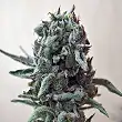 White Widow 47 - Kalashnikov seeds
