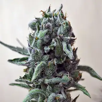 White Widow 47 - Kalashnikov seeds