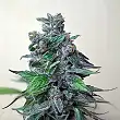 Moscow Blueberry - Kalashnikov seeds Moscow Blueberry - Kalashnikov seeds