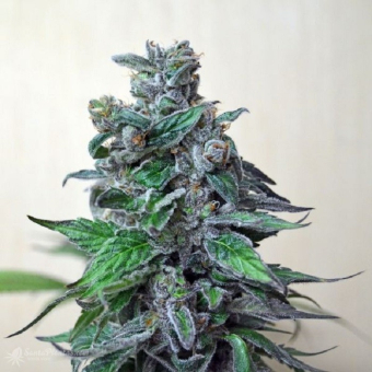 Moscow Blueberry