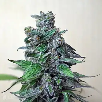 Moscow Blueberry - Kalashnikov seeds
