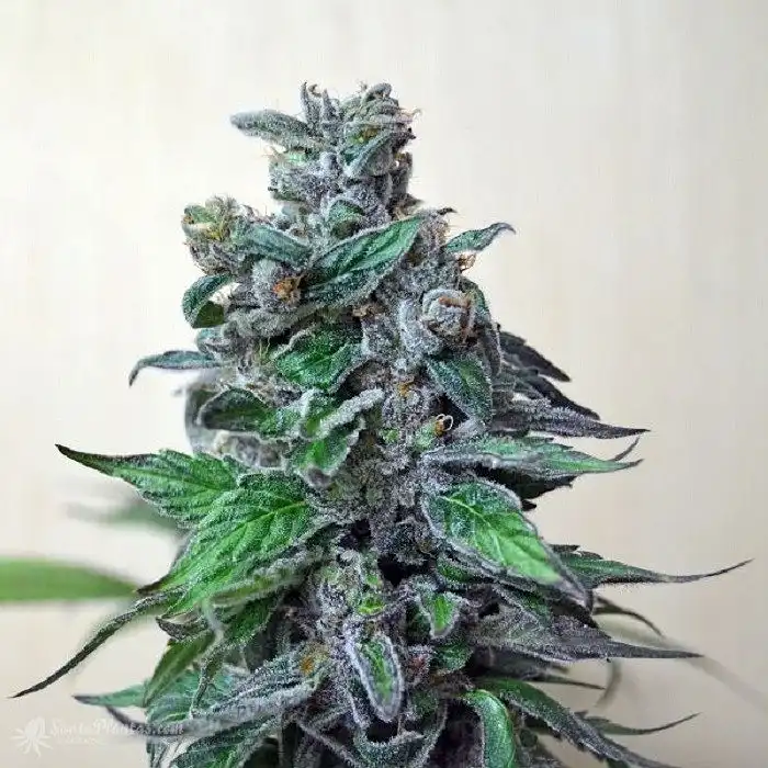 Moscow Blueberry - Kalashnikov seeds