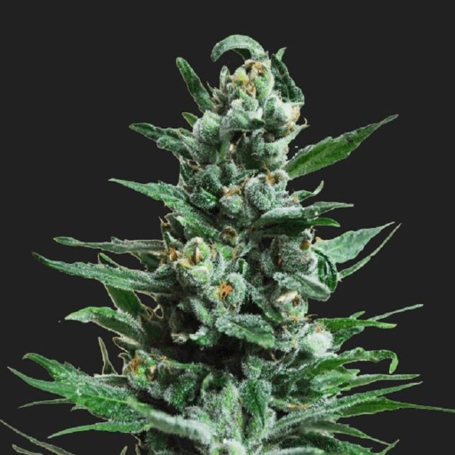 Moscow Blueberry Auto