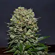 Kalashnikov Express - Kalashnikov seeds