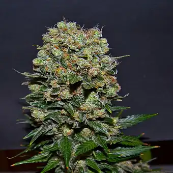 Kalashnikov Express - Kalashnikov seeds