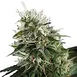 Kalashnikov Original - Kalashnikov seeds