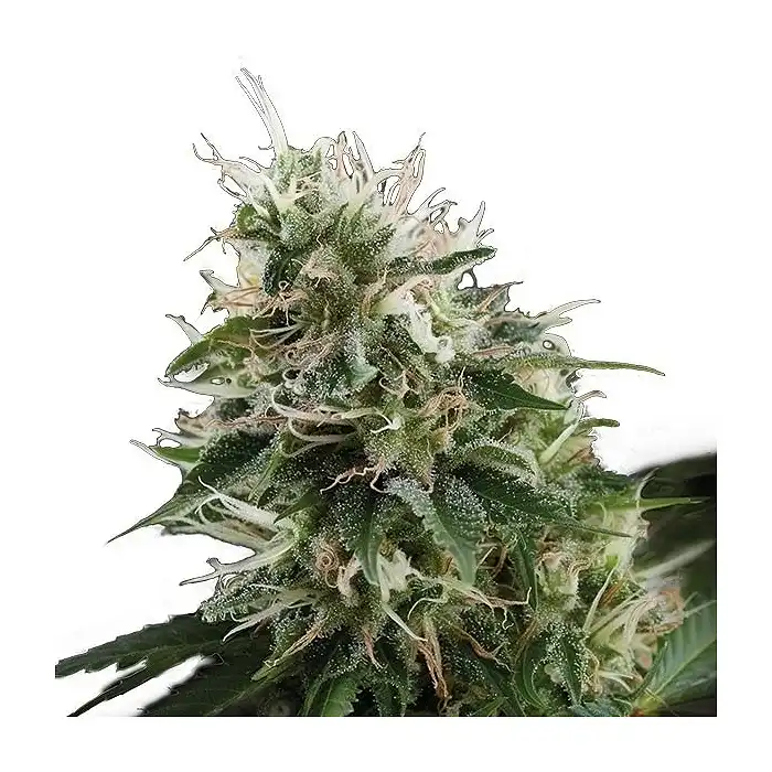 Kalashnikov Original - Kalashnikov seeds