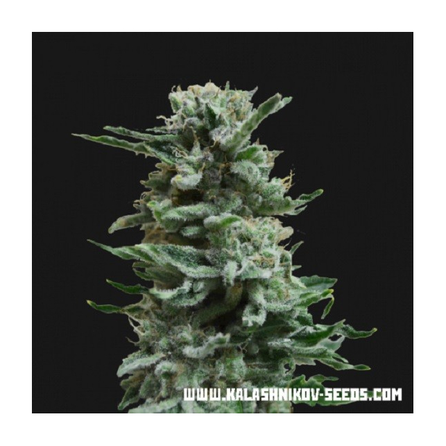 Ak Skunk Auto