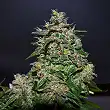 Ak Kush Express - Kalashnikov seeds