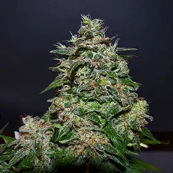Ak Kush Express - Kalashnikov seeds