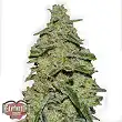 Lemon Cheesecake - Heavyweight Seeds