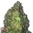 Short & Sweet Auto - Heavyweight Seeds