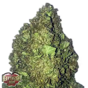 Short & Sweet Auto - Heavyweight Seeds